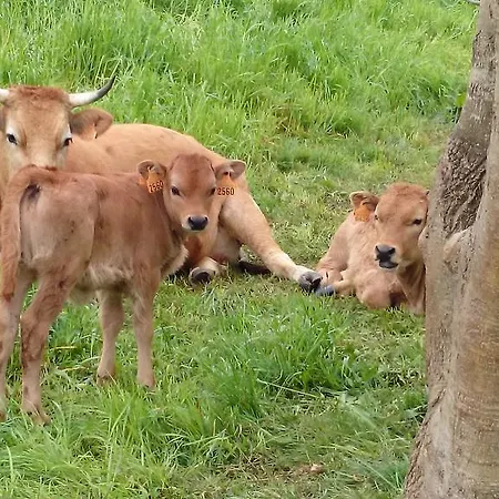 El Llagar De * Mestas De Con