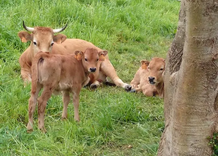 El Llagar De * Mestas De Con